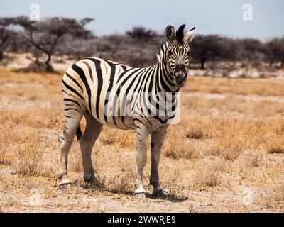 Zebra visto su safari game drive Foto Stock