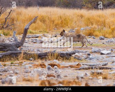 Da solo, giovani cuccioli di leone nella natura selvaggia, Etosha National Park, Namibia Foto Stock