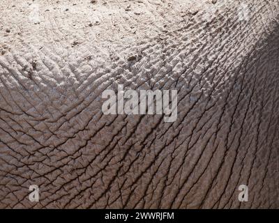 Vista dettagliata della pelle di elefante Foto Stock