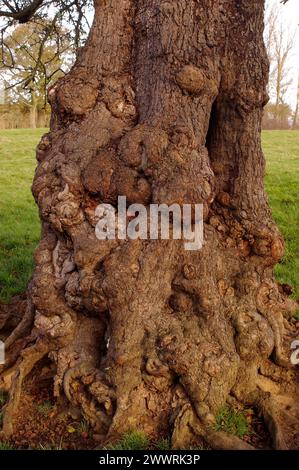 Malus sylvestris "European Crab Apple" [Croxdale Hall, County Durham, Inghilterra] Foto Stock