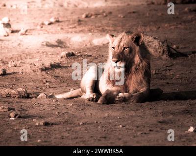 Leone maschio che riposa su un terreno polveroso, il Parco Nazionale di Etosha, Namibia Foto Stock