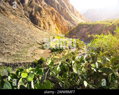 Oasi di Sangalle nel Canyon di Colca, Perù Foto Stock