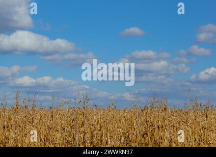 Campo di granturco secco prima della raccolta in autunno. La famiglia dei cereali e dei cereali. Foto Stock