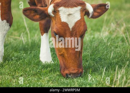 Una giovane mucca corna di colore marrone giace su un prato. Animali da riproduzione nell'azienda. Foto Stock