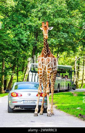 DVUR KRALOVE, REPUBBLICA CECA - 18 AGOSTO 2019: Safari selvaggio in Dvur Kralove ZOO, Repubblica Ceca. Foto Stock