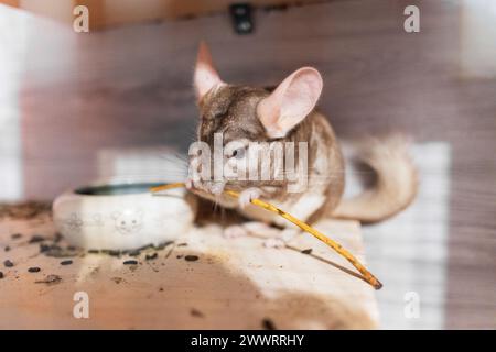 Adorabile cinchilla che mangia bastoncino di mele in una gabbia disordinata Foto Stock