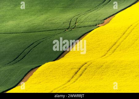 Campi di primavera ondulati gialli e verdi bella composizione simmetrica Foto Stock