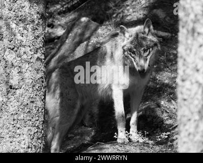 Lupo europeo nascosto dietro un albero nella foresta . Immagine in bianco e nero. Foto Stock