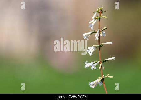 Primo piano di fiori di osmanthus delavayi in fiore Foto Stock