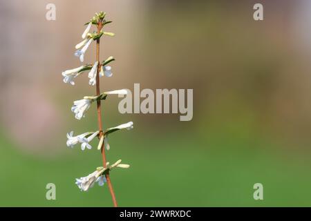 Primo piano di fiori di osmanthus delavayi in fiore Foto Stock