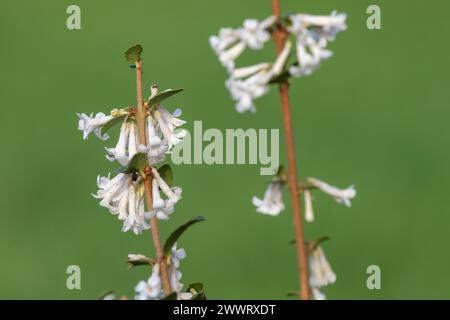 Primo piano di fiori di osmanthus delavayi in fiore Foto Stock