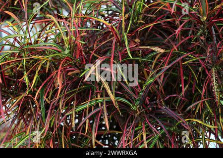 Croton Plant, Codiaeum variegatum, Euphorbiaceae. Tenerife, Isole Canarie, Spagna. Garden croton si trova naturalmente nell'Asia meridionale. Foto Stock