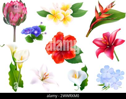 Fiori realistici delle hawaii. fiori tropicali 3d collezione di piante esotiche della giungla, ibisco protea plumeria callas paradiso tropico decorazione di nozze fiori illustrazione vettoriale esatta del tropicale delle hawaii Illustrazione Vettoriale