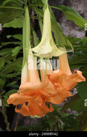 Angels Trumpets, Brugmansia x candida, "Grand Marnier", Solanaceae. Tenerife, Isole Canarie, Spagna Foto Stock