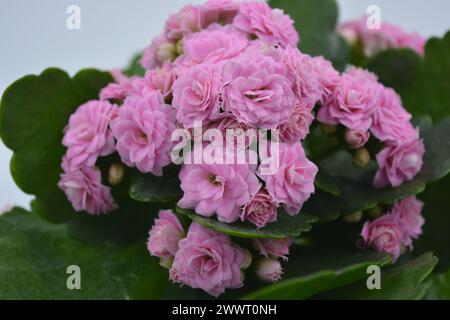 Fiori freschi, piantine Kalanchoe che crescono in una pentola di plastica grigia. Molti piccoli fiori rosa con grosse e grandi foglie verdi. Foto Stock