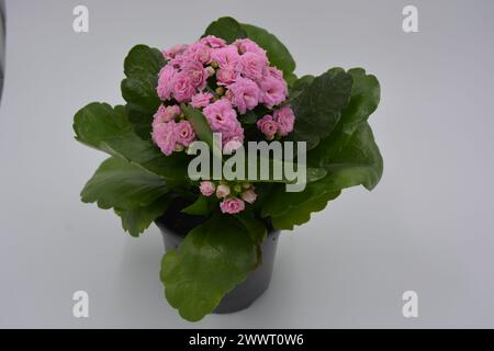 Fiori freschi, piantine Kalanchoe che crescono in una pentola di plastica grigia. Molti piccoli fiori rosa con grosse e grandi foglie verdi. Foto Stock