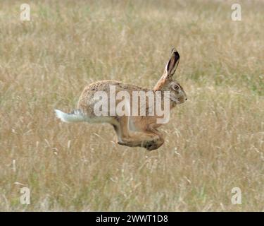 Esecuzione lepre nei campi. Coniglio saltato in svizzera. Una lepre in un habitat naturale. Foto Stock