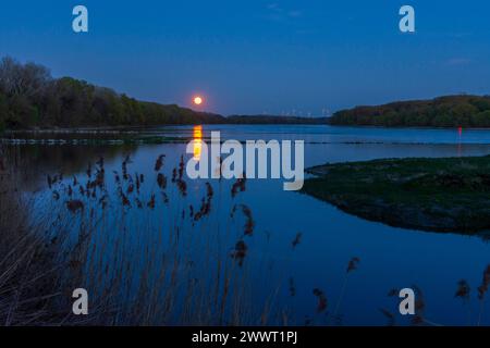 fiume Donau Danubio, luna piena che sorge vicino al parco nazionale Orth an der Donau Donau-Auen, Danubio-Donau Niederösterreich, bassa Austria Austria Foto Stock