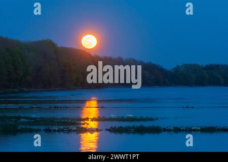 fiume Donau Danubio, luna piena che sorge vicino al parco nazionale Orth an der Donau Donau-Auen, Danubio-Donau Niederösterreich, bassa Austria Austria Foto Stock