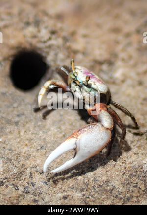 Un primo piano di un piccolo granchio di fango dell'Atlantico (Minuca Pugnax) vicino al suo buco, verticale Foto Stock