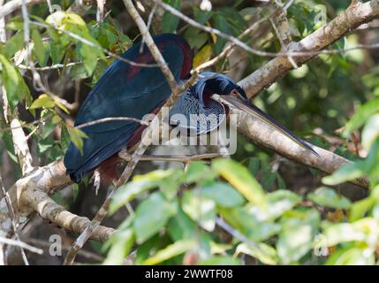 Aironi con castagne (Agamia agami), arrampicata su un albero, vista laterale, Brasile, Pantanal Foto Stock