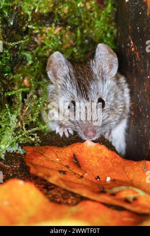 house mouse (Mus musculus), lookíng fuori dal nascondiglio, Germania Foto Stock