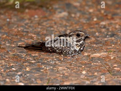 Nightjar (Macropsalis forcipata, Macropsalis forcipata), donna arroccata sul fondo della foresta, Brasile Foto Stock