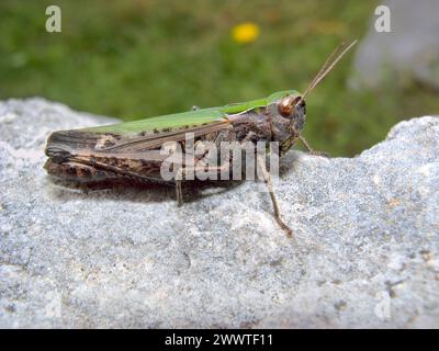 Cavalletta forestale (Omocestus rufipes, Omocestus ventralis), seduta su una pietra, vista laterale, Germania Foto Stock