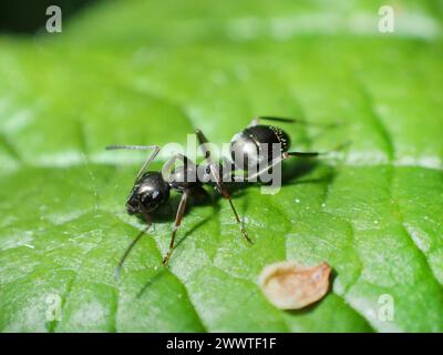 Formica nera, formica nera comune, formica da giardino (Lasius niger), su una foglia, vista laterale, Germania Foto Stock