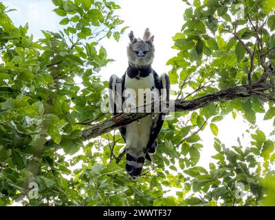 Aquila arpia (Harpia harpyja), femmina adulta arroccata su un ramo nella foresta amazzonica, in Brasile Foto Stock