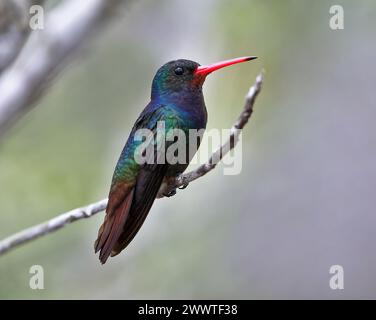 Zaffiro dalla gola Rufous, colibrì dalla gola Rufous (Hylocharis sapphirina, Amazilia sapphirina), maschio arroccato su un ramo sottile, Brasile Foto Stock