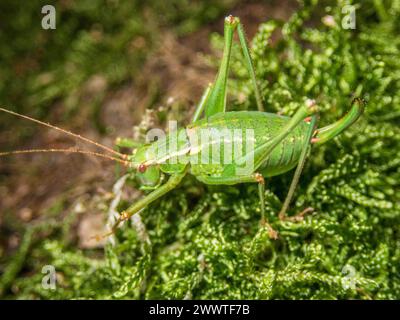 Sawtailed Bushcricket (Barbitistes serricauda), donna seduta sul muschio, vista laterale, Germania Foto Stock