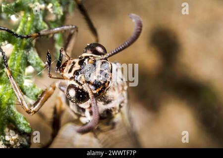 Formicolio europeo (Euroleon nostras), ritratto, Germania Foto Stock