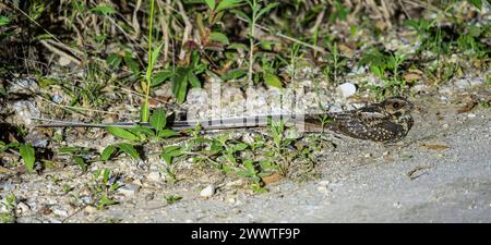 Nightjar (Macropsalis forcipata, Macropsalis forcipata), maschio adulto arroccato a terra di notte, Brasile Foto Stock