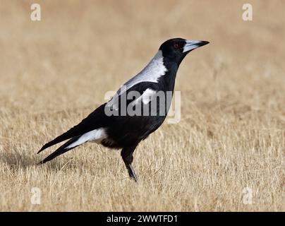 Magpie con fondo nero, Magpie australiane (Gymnorhina tibicen, Cracticus tibicen), arroccate in un prato secco, vista laterale, Australia Foto Stock