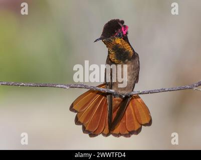 Colibrì ruby-topaz, ruby topaz (zanzara Chrysolampis), maschio arroccato su un ramoscello sottile, che prende il sole con la coda a ventaglio, Brasile Foto Stock