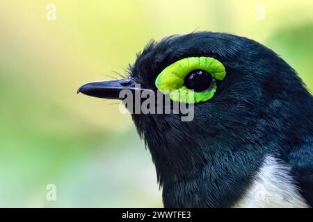 Wattle-eye dal collo nero, Wattle-eye di Reichenow (Platysteira chalybea), uomo, ritratto, Aequatorialguinea Foto Stock