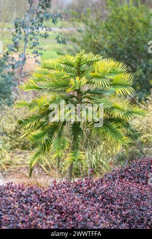 Wollemi Pine (Wollemia nobilis), giovane pianta in un giardino, Europa, Bundesrepublik Deutschland Foto Stock