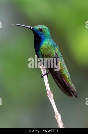 Mango dalla gola nera (Anthracothorax nigricollis), maschio appollaiato su un ramoscello, Colombia Foto Stock