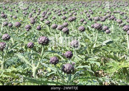 Carciofo, cardoon, carciofo francese, carciofo globo (Cynara cardunculus, Cynara scolymus), campo di carciofi pronto per la raccolta, cardinale A. Foto Stock