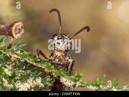 Formicolio europeo (Euroleon nostras), ritratto, Germania Foto Stock