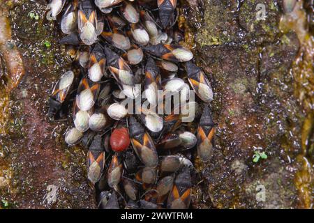 Insetto di semi di malva, insetto di semi di lime (Oxycarenus lavaterae), numerosi animali su un tiglio, Germania Foto Stock