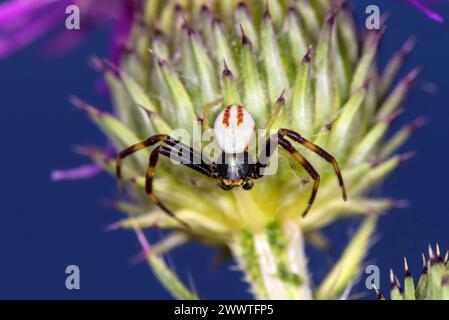 Ragno granchio d'oro (Misumena vatia), maschio, Germania Foto Stock