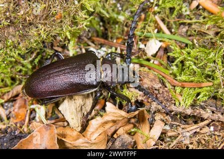 Prionus longhorn Beetle, Greater British longhorn, The Tanner, The sawyer (Prionus coriarius), on the Ground, Germania Foto Stock