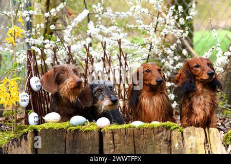 Dachshund a pelo lungo, salsiccia a pelo lungo, cane domestico (Canis lupus F. familiaris), due dachshund a pelo lungo e due dachshund a pelo lungo siedono Foto Stock