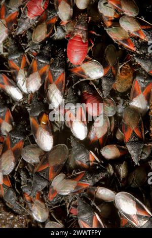 Insetto di semi di malva, insetto di semi di lime (Oxycarenus lavaterae), numerosi animali su un tiglio, Germania Foto Stock