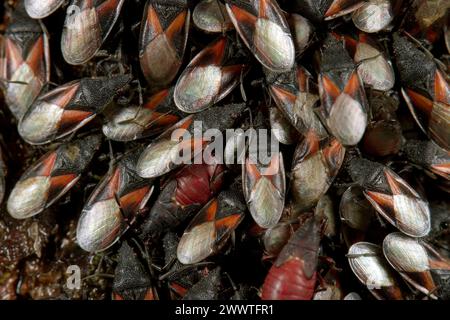 Insetto di semi di malva, insetto di semi di lime (Oxycarenus lavaterae), numerosi animali su un tiglio, Germania Foto Stock