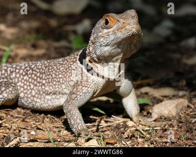 Cuviers Madagascar Swift, Oplurus cuvieri, Parco Nazionale di Ankarafantsika, Madagascar Foto Stock