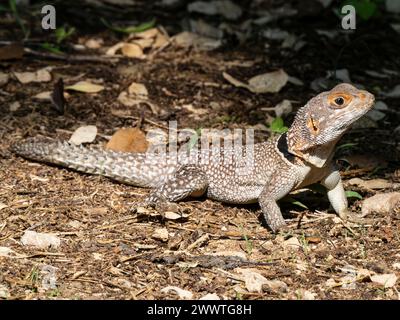 Cuviers Madagascar Swift, Oplurus cuvieri, Parco Nazionale di Ankarafantsika, Madagascar Foto Stock