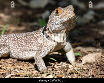 Cuviers Madagascar Swift, Oplurus cuvieri, Parco Nazionale di Ankarafantsika, Madagascar Foto Stock